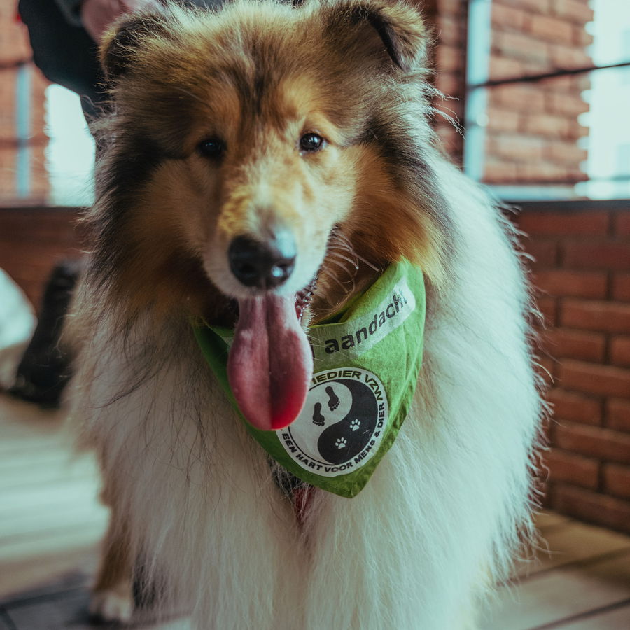The event dog wearing a bandana on the work floor
